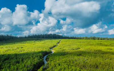 New statistics on Pathfinder courts show dramatic drop in length of proceedings