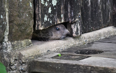 GROUNDHOG DAY